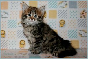 Female Siberian Kitten from Deedlebug Siberians